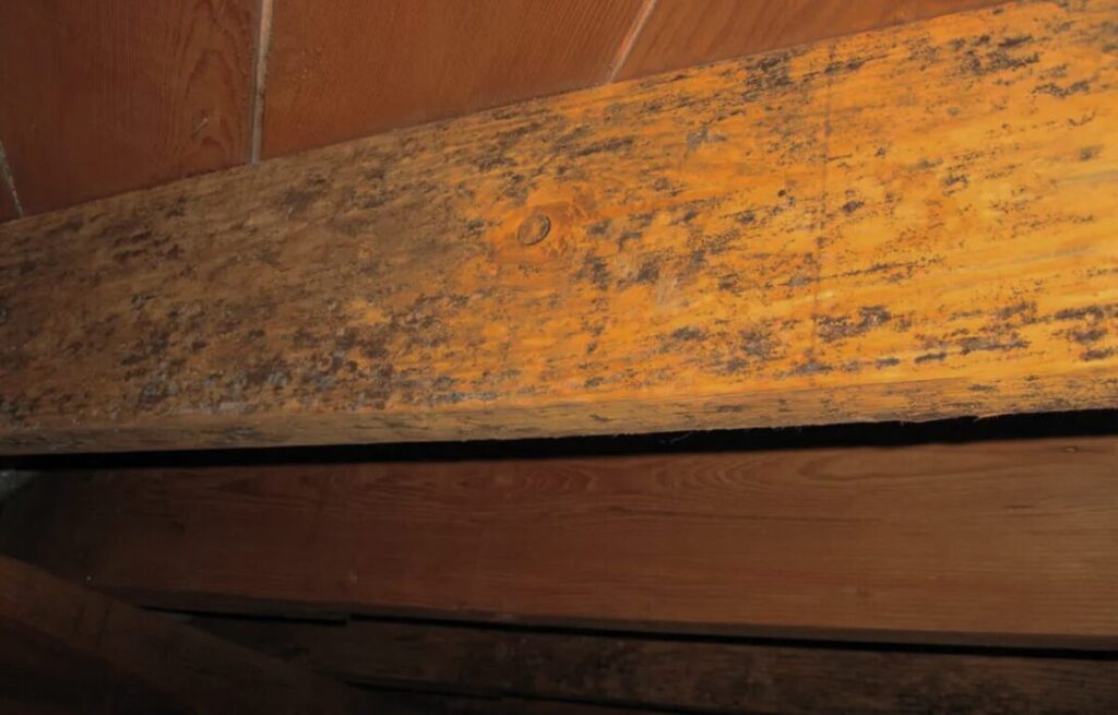 Mold on Floor Joists